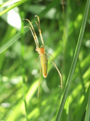 Tétragnathes Tetragnatha extensa (Linnaeus, 1758)