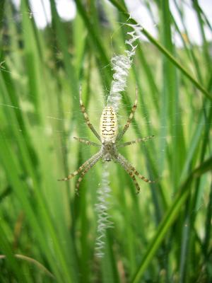 Épeire frelon Argiope bruennichi (Scopoli, 1772)