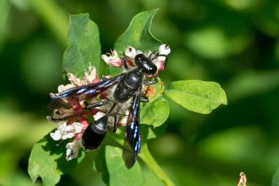  Isodontia mexicana (Saussure, 1867)