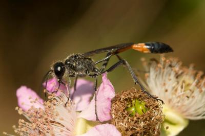  Ammophila sabulosa (Linnaeus, 1758)