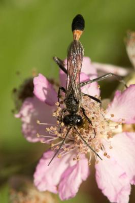  Ammophila sabulosa (Linnaeus, 1758)