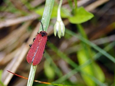  Dictyoptera aurora (Herbst, 1784)