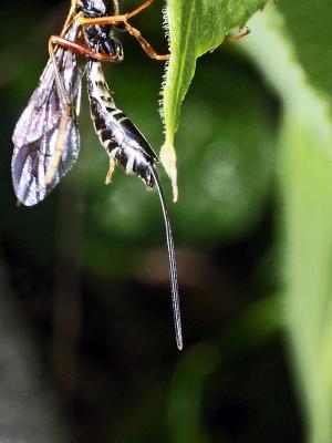  Coleocentrus excitator (Poda, 1761)