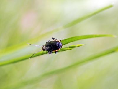  Cantharis tristis Fabricius, 1798