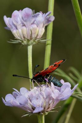  Zygaena hilaris Ochsenheimer, 1808