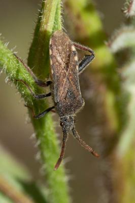  Loxocnemis dentator (Fabricius, 1794)