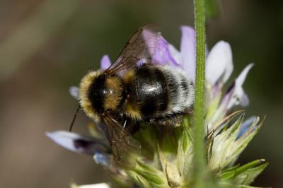 Bourdon des jardins Bombus hortorum (Linnaeus, 1760)