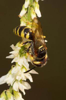  Philanthus triangulum (Fabricius, 1775)