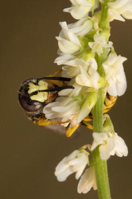  Philanthus triangulum (Fabricius, 1775)