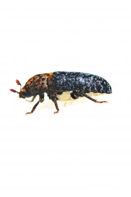  Dermestes undulatus Brahm, 1790