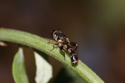 Syritta pipiens (Linnaeus, 1758)
