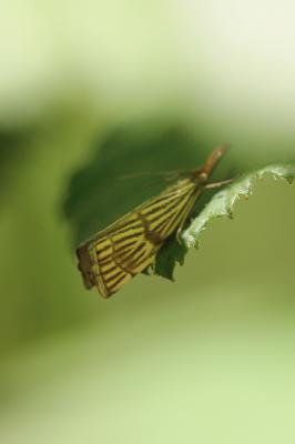  Chrysocrambus Bleszynski, 1957