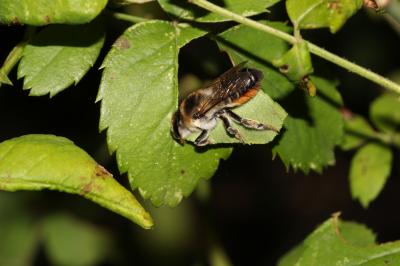 Megachile maritima (Kirby, 1802)