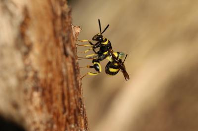  Leucospis dorsigera Fabricius, 1775