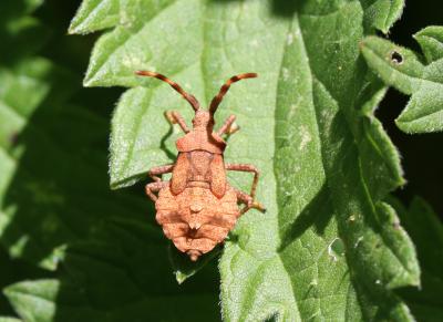 Corée marginée Coreus marginatus (Linnaeus, 1758)