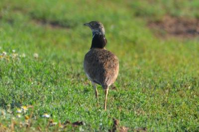 Outarde canepetière Tetrax tetrax (Linnaeus, 1758)