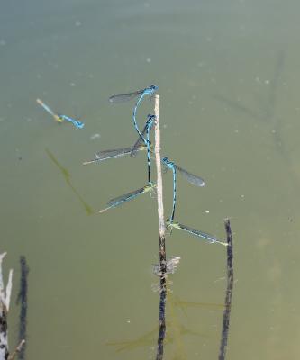 Agrion de Vander Linden, Naïade de Vander Linden Erythromma lindenii (Selys, 1840)