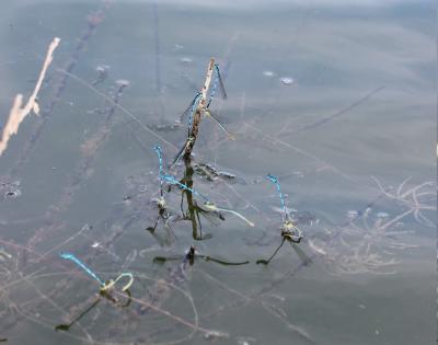 Agrion de Vander Linden, Naïade de Vander Linden Erythromma lindenii (Selys, 1840)