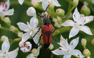  Stictoleptura cordigera (Fuessly, 1775)