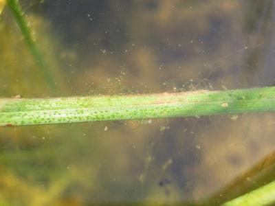 Agrion blanchâtre Platycnemis latipes Rambur, 1842