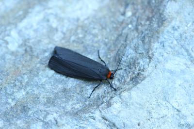 Veuve (La), Collier rouge (Le) Atolmis rubricollis (Linnaeus, 1758)