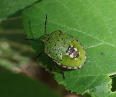 Punaise verte ponctuée Nezara viridula (Linnaeus, 1758)