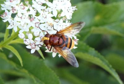 Volucelle zonée Volucella zonaria (Poda, 1761)