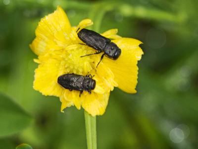  Anthaxia quadripunctata (Linnaeus, 1758)
