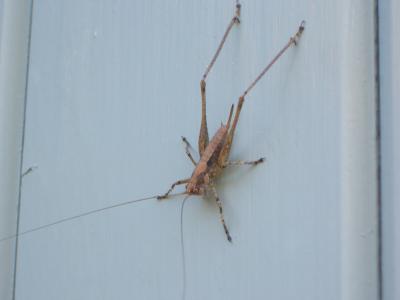 Decticelle frêle Yersinella raymondii (Yersin, 1860)