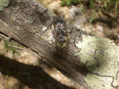 Cigale plébéienne (La), Grande Cigale commune (la) Lyristes plebejus (Scopoli, 1763)