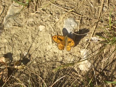 Mégère (La), Satyre (Le) Lasiommata megera (Linnaeus, 1767)