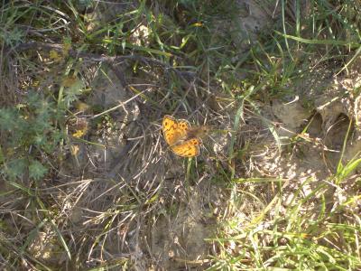 Mégère (La), Satyre (Le) Lasiommata megera (Linnaeus, 1767)