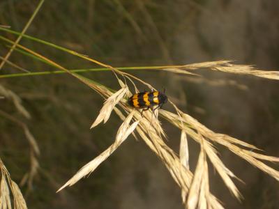 Mylabre variable Mylabris variabilis (Pallas, 1781)