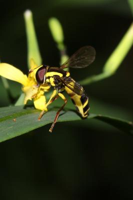  Xanthogramma dives (Rondani, 1857)