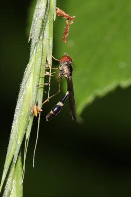  Baccha elongata (Fabricius, 1775)