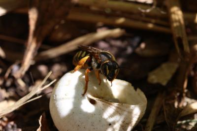  Rhodanthidium septemdentatum (Latreille, 1809)
