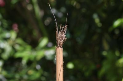  Isodontia mexicana (Saussure, 1867)