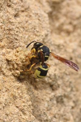  Odynerus Latreille, 1802
