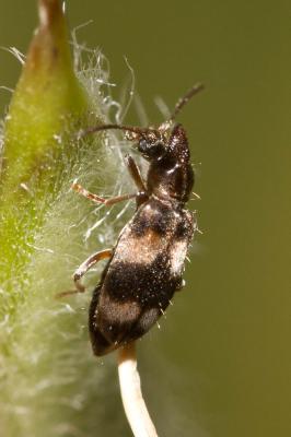  Notoxus trifasciatus Rossi, 1792
