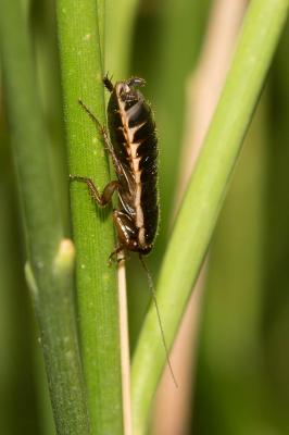  Loboptera decipiens (Germar, 1817)