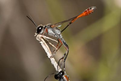  Ammophila laevicollis E. André, 1886