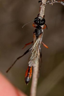  Ammophila laevicollis E. André, 1886