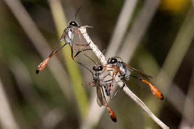  Ammophila laevicollis E. André, 1886