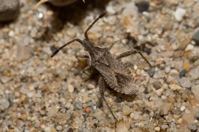  Coriomeris hirticornis (Fabricius, 1794)