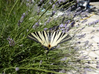 Flambé (Le) Iphiclides podalirius (Linnaeus, 1758)