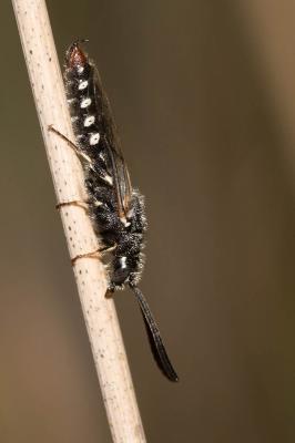  Poecilotiphia rousselii (Guérin-Méneville, 1838)