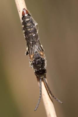  Poecilotiphia rousselii (Guérin-Méneville, 1838)