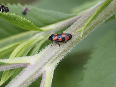 Cercope, Crachat de coucou Cercopis vulnerata Rossi, 1807