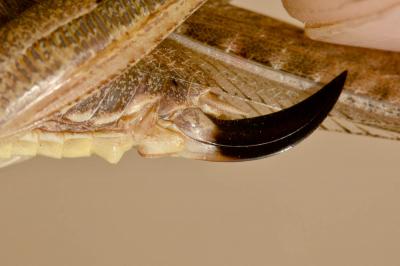 Decticelle à serpe Platycleis falx (Fabricius, 1775)
