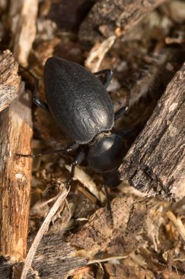  Tentyria mucronata Steven, 1829